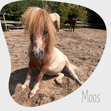 website Moos