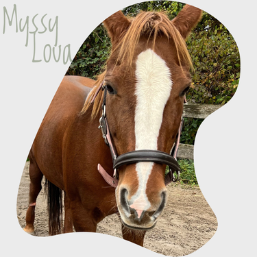 website Myssy